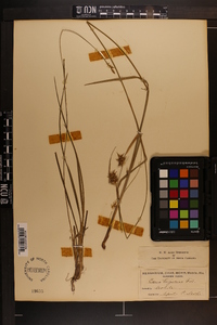 Carex turgescens image