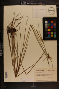 Carex turgescens image