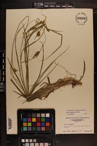 Carex turgescens image