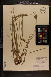 Carex turgescens image