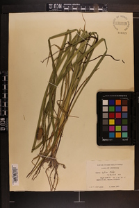 Carex typhina image