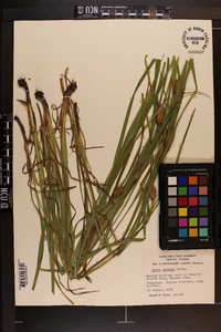 Carex typhina image