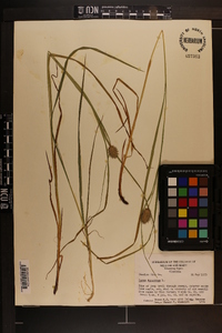 Carex typhina image