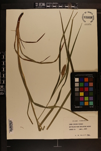 Carex typhina image