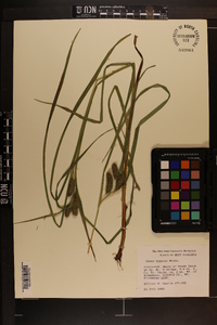 Carex typhina image