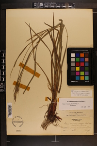 Carex virescens image