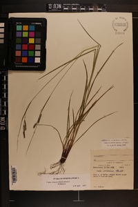 Carex virescens image