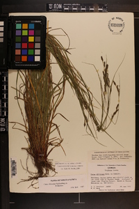 Carex virescens image