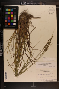 Carex virescens image