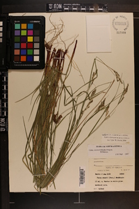 Carex virescens image