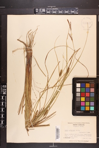 Carex striata image