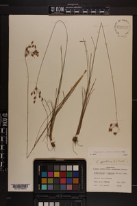 Fimbristylis puberula image