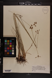 Fimbristylis puberula image