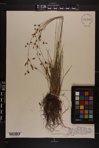 Fimbristylis puberula image