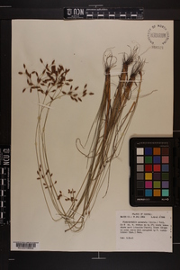 Fimbristylis puberula image