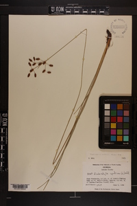 Fimbristylis puberula image