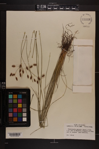 Fimbristylis puberula image