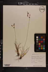 Fimbristylis puberula image