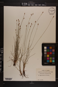 Fimbristylis schoenoides image