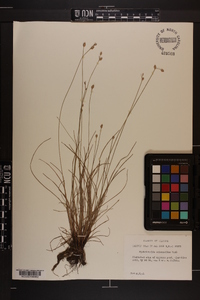 Fimbristylis schoenoides image