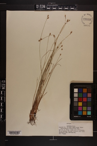 Fimbristylis schoenoides image