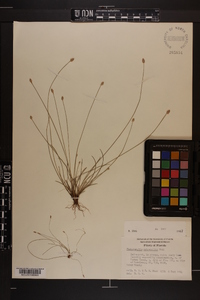 Fimbristylis schoenoides image