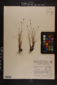 Fimbristylis schoenoides image