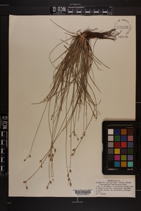 Fimbristylis schoenoides image