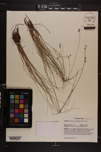 Fimbristylis schoenoides image