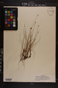 Fimbristylis schoenoides image