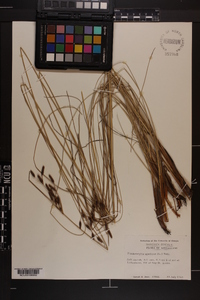 Fimbristylis thermalis image