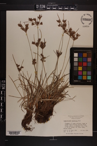 Fimbristylis spathacea image