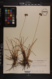 Fimbristylis spathacea image