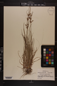 Fimbristylis tomentosa image