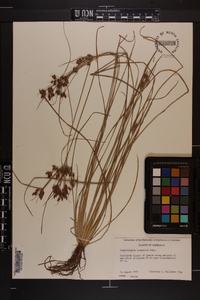 Fimbristylis tomentosa image