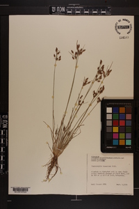 Fimbristylis tomentosa image