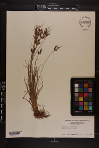 Fimbristylis tomentosa image