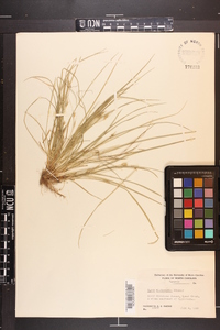 Carex willdenowii image