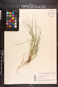 Carex willdenowii image