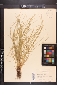 Carex willdenowii image