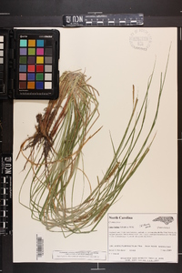 Carex bullata image