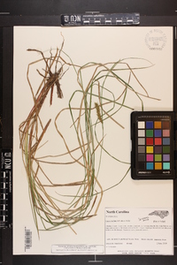 Carex bullata image