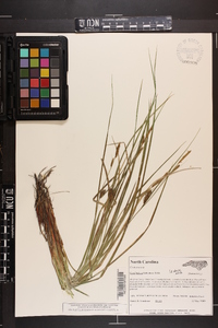 Carex bullata image