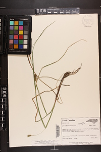 Carex bullata image