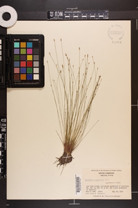 Eleocharis microcarpa image