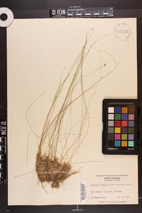 Eleocharis tortilis image