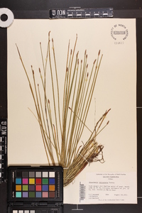 Eleocharis tricostata image