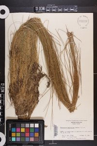 Eleocharis tuberculosa image