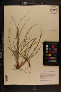 Carex willdenowii image