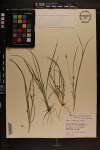 Carex willdenowii image